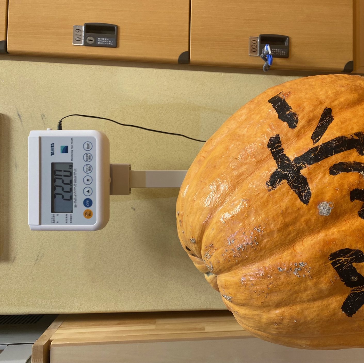 画像：ハロウィンかぼちゃ 重さ発表